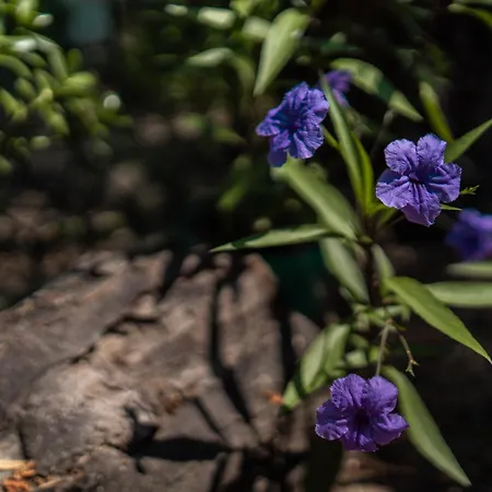 есмералда Kemping *